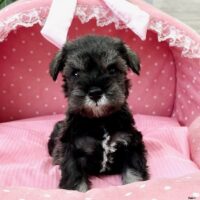 ミニチュアシュナウザー　　ノルン・４ちゃん