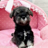 ミニチュアシュナウザー　　ノルン・４ちゃん