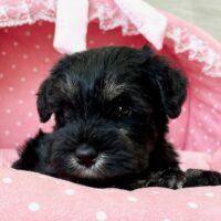 ミニチュアシュナウザー　　夜月・３ちゃん