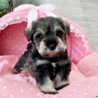 ミニチュアシュナウザー　　あお・１君