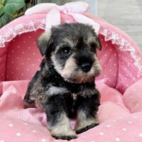 ミニチュアシュナウザー　　あお・１君