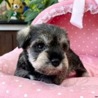 ミニチュアシュナウザー　　あお・１君