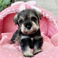 ミニチュアシュナウザー　　あお・１君