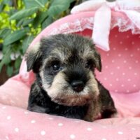 ミニチュアシュナウザー　　あお・１君