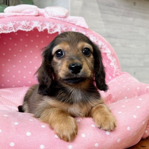 カニンヘンダックス・あい・１君