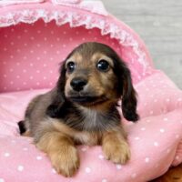 カニンヘンダックス・あい・１君