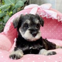 ミニチュアシュナウザー　　はるあ・１ちゃん