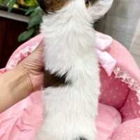 パピヨン・とみ・２ちゃん