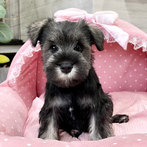 ミニチュアシュナウザー　　にこる・２ちゃん