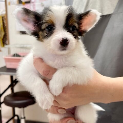 パピヨン・とみ・３ちゃん