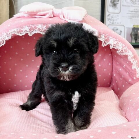 ミニチュアシュナウザー　　じゃむ・１ちゃん