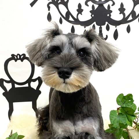 ミニチュアシュナウザー　　こずえ・１ちゃん