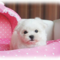 マルチーズ・ふわり・１
