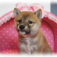 柴犬・のの子・１