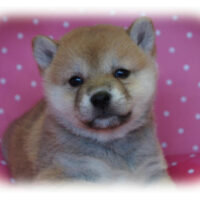 柴犬・玉輝・１