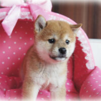 柴犬・文月・４