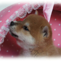 柴犬・水無月・１