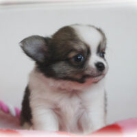 チワワ・なずな・２