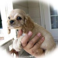 アメリカン･コッカーの子犬・サンバー２