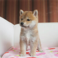 柴犬・ののこ・２