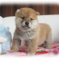 柴犬・卯月・１