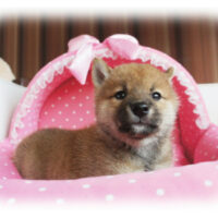 柴犬・ゆりこ・２