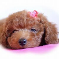 トイ・プードル・いいちこ・１