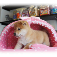 柴犬・茜・１