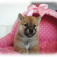 柴犬・卯月・１