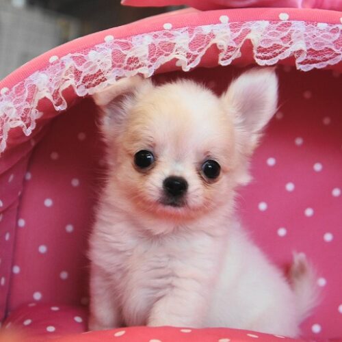 チワワ・わさび・１