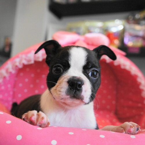 ボストンテリア・小粒・１