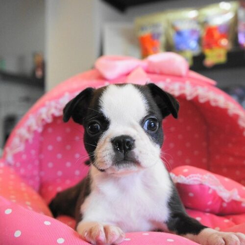 ボストンテリア・小粒・２