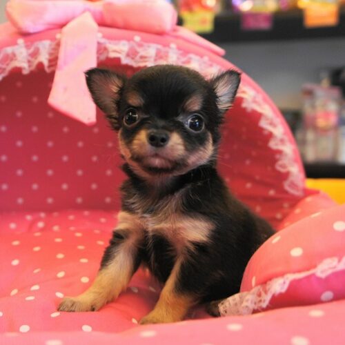 チワワ・エリザ・１