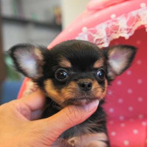 チワワ・エリザ・２