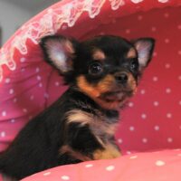 チワワ・エリザ・２