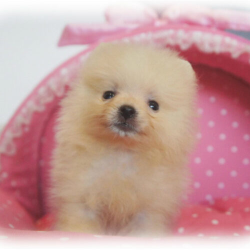 ポメラニアン・ひらり・１