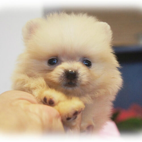 ポメラニアン・ひらり・２