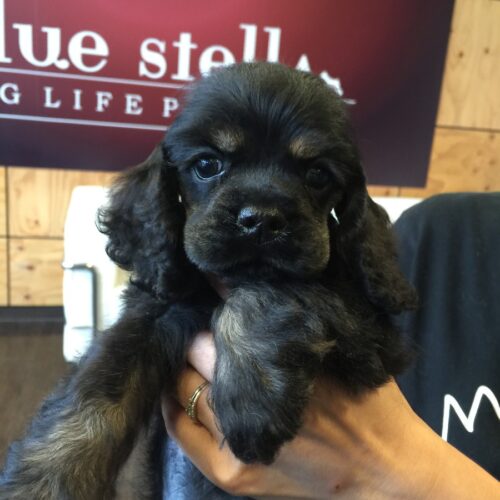 アメリカンコッカー・杏里・１