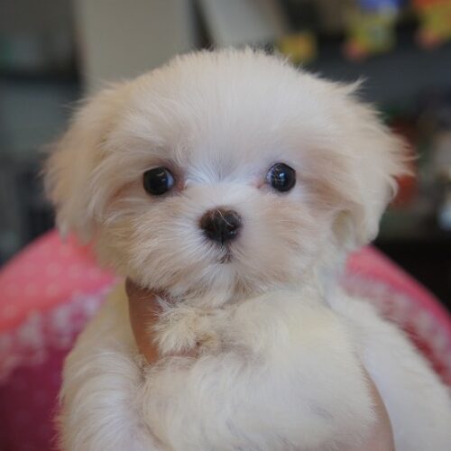 マルチーズ・うるる・２