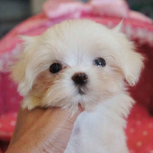 マルチーズ・うるる・１