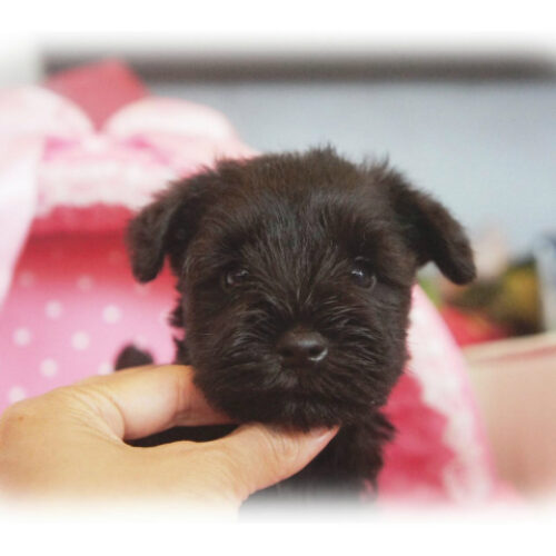 ミニチュアシュナウザー・まじゅ・３