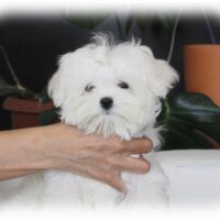 マルチーズ・さらら・１