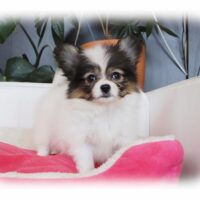 パピヨン・ププ・１