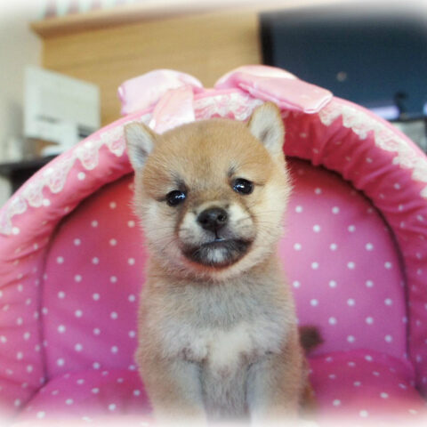 柴犬・玉輝・２（豆柴サイズ）