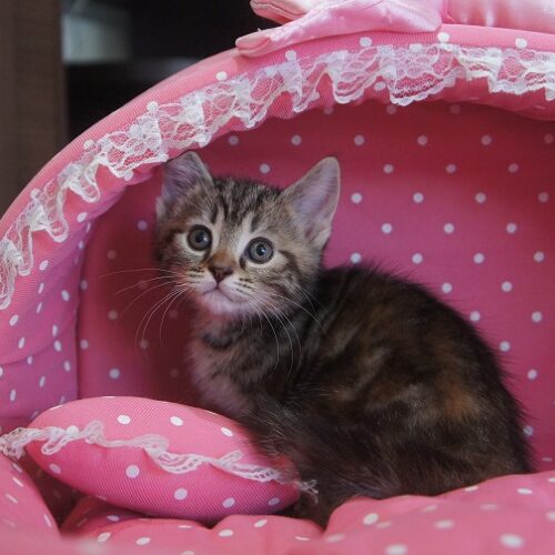 スコティッシュフォールド・ハーブ・１