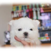 マルチーズ・ほのか・１