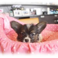 パピヨン・なぎ・１