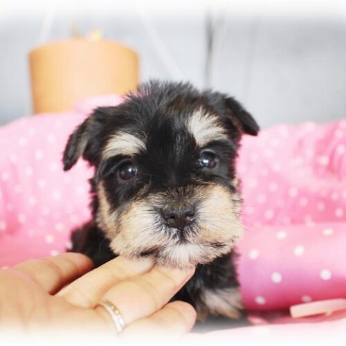 ミニチュアシュナウザー・愛流・３