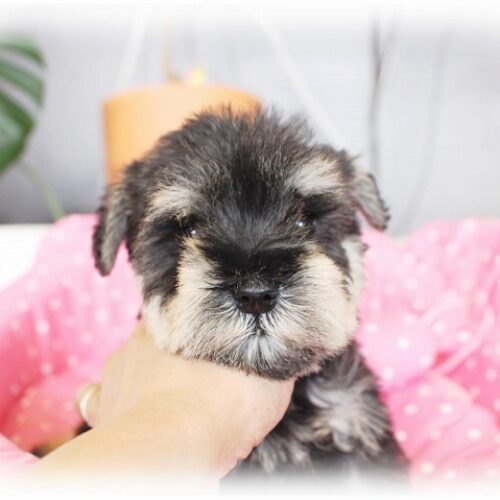 ミニチュアシュナウザー・キャンディー・３