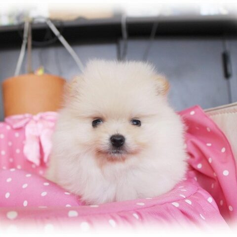 ポメラニアン・もんちゃん・１